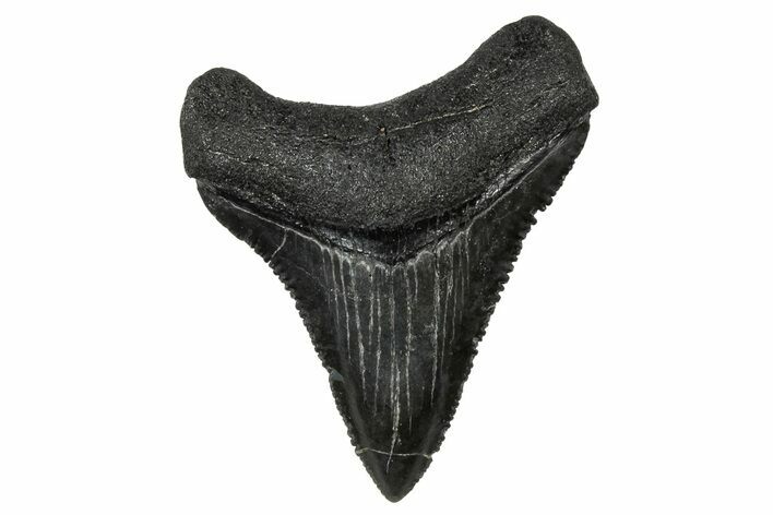 Serrated, Juvenile Megalodon Tooth - South Carolina #302167